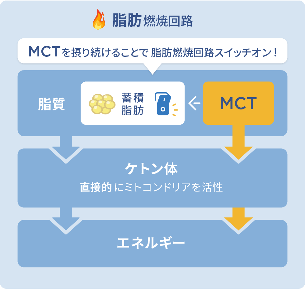 脂肪燃焼回路（図）