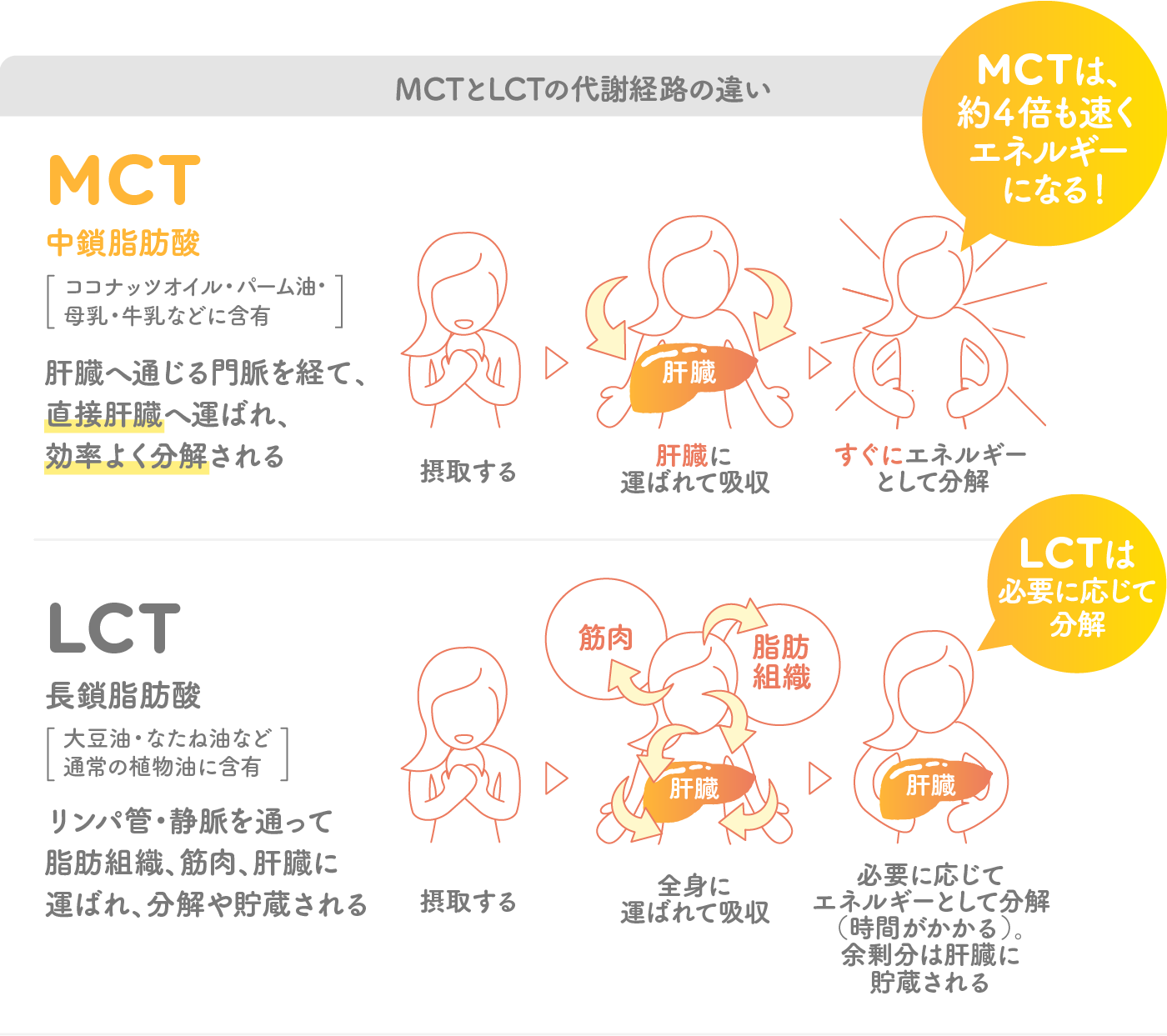 MCTとLCTの代謝経路の違いMCT 中鎖脂肪酸 [ココナッツオイル・パーム油・母乳・牛乳などに含有] 肝臓へ通じる門脈を経て、直接肝臓へ運ばれ、効率よく分解される LCT 長鎖脂肪酸[大豆油・なたね油など通常の植物油に含有] リンパ管・静脈を通って脂肪組織、筋肉、肝臓に運ばれ、分解や貯蔵される