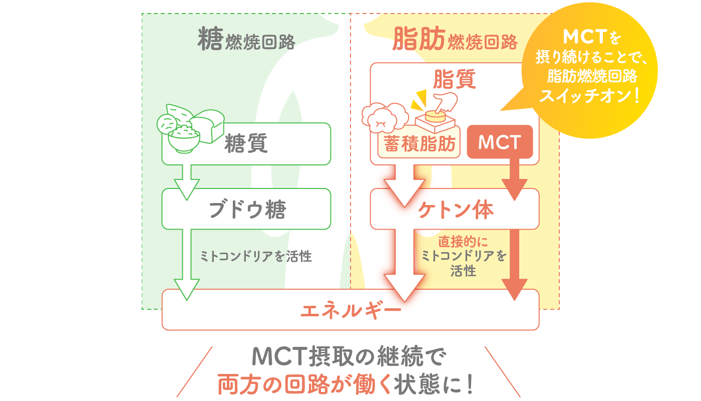 糖燃焼回路と脂肪燃焼回路のイラストイメージ