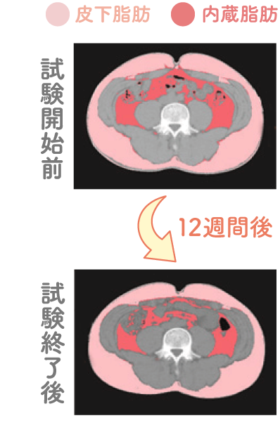 体脂肪量と内臓脂肪面積の低下イメージ