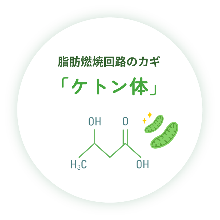 脂肪燃焼回路のカギ「ケトン体」