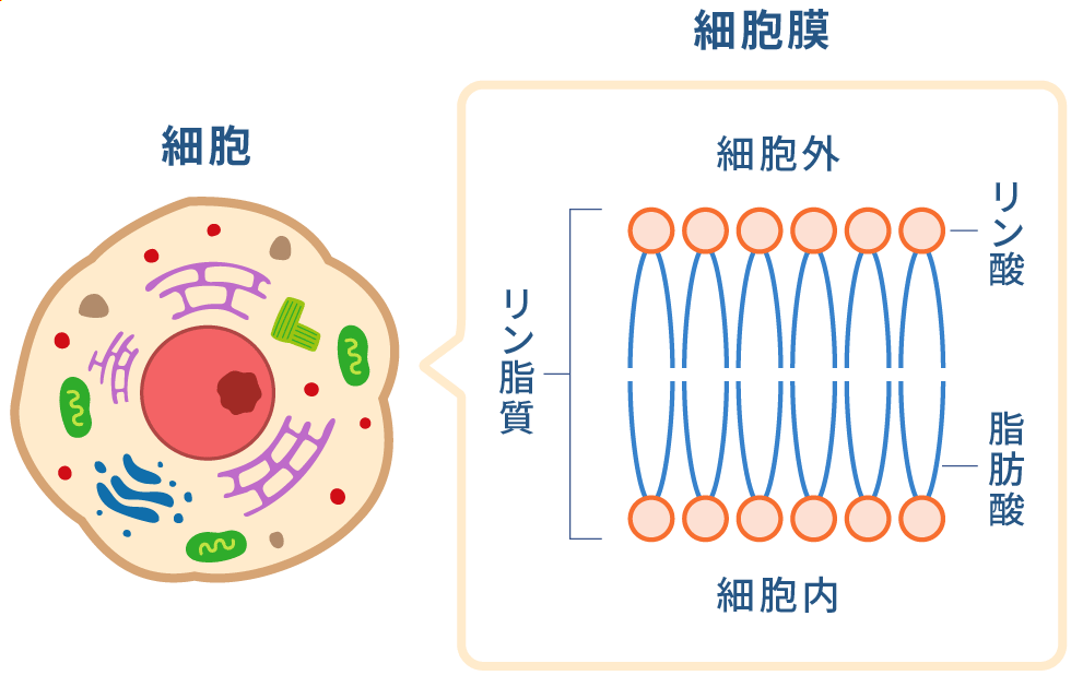 細胞/細胞膜（図）