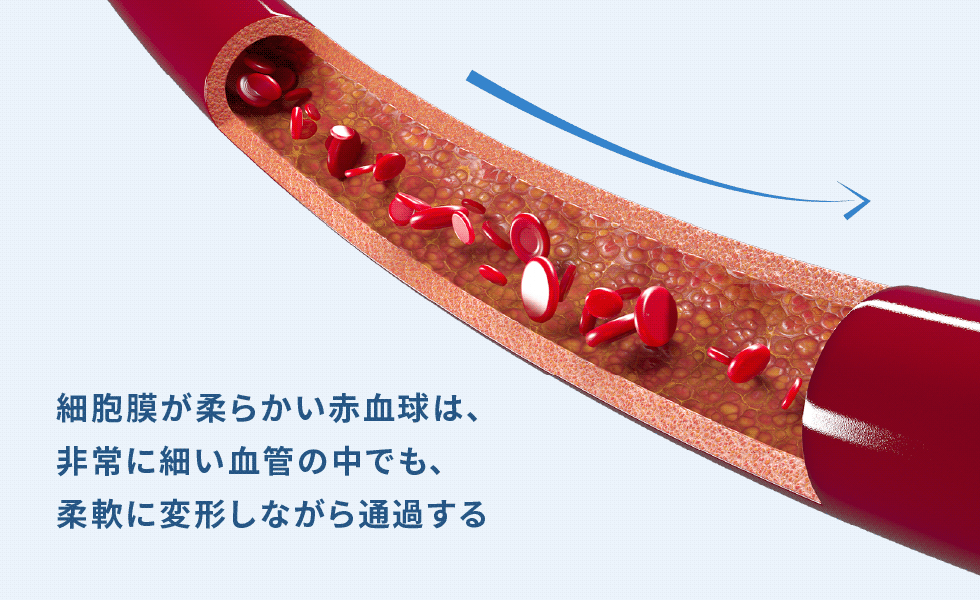 細胞膜が柔らかい赤血球は、非常に細い血管の中でも、柔軟に変形しながら通過する