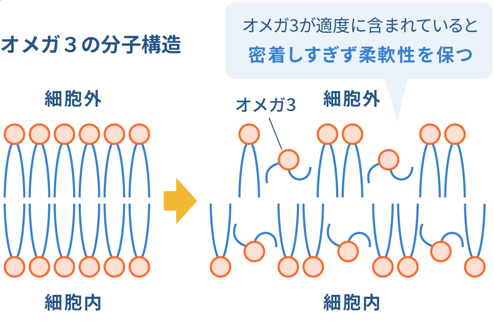 オメガ３の分子構造